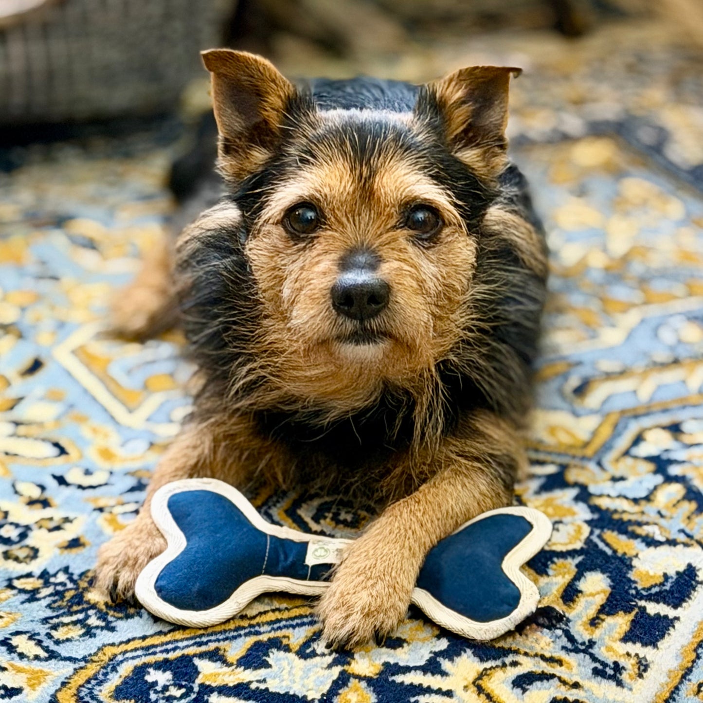 Dog holding plastic-free upcycled organic cotton bone-shaped toy